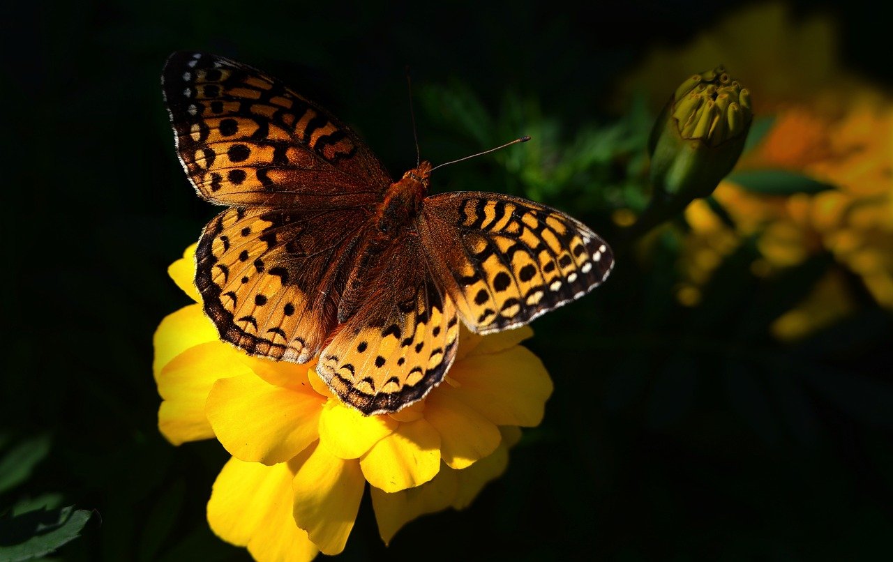 découvrez l'importance de la biodiversité pour notre planète. apprenez comment la richesse des espèces contribue à l'équilibre des écosystèmes et à la santé de la terre. explorez des actions concrètes pour préserver cette diversité vitale et engagez-vous pour un avenir durable.