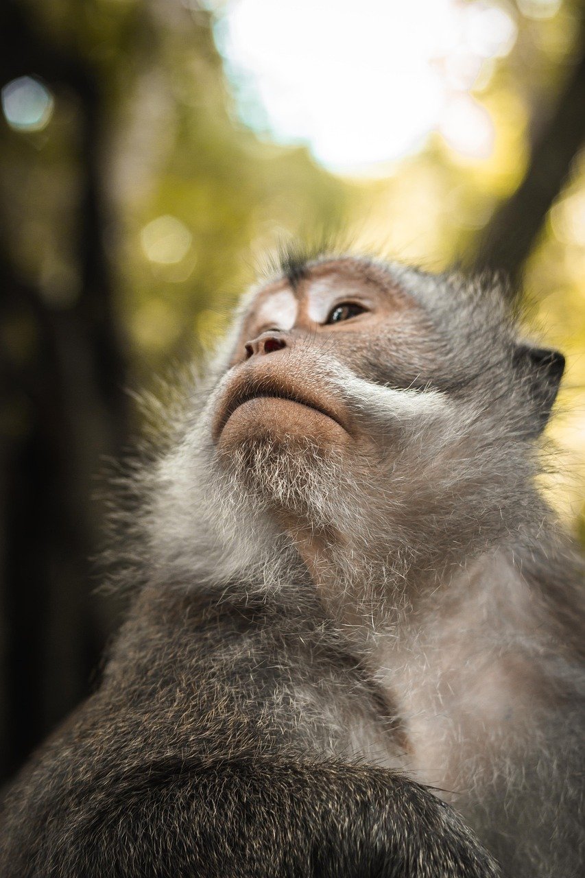 découvrez l'importance de la biodiversité pour notre planète et notre avenir. explorez les diverses espèces, leurs interactions et les initiatives pour protéger notre précieux écosystème.